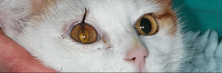 Katze mit Fremdkörper im Auge