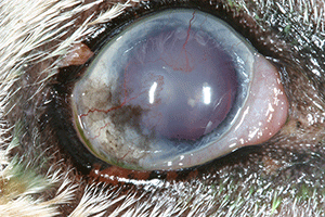 Trockenes Auge = Keratokonjunktivitis sicca
